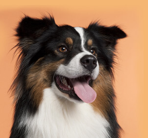 australian-shepherd-2-years-old-PHJUNT9.jpg